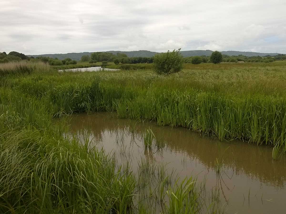 Pyrrhosoma nymphula habitat