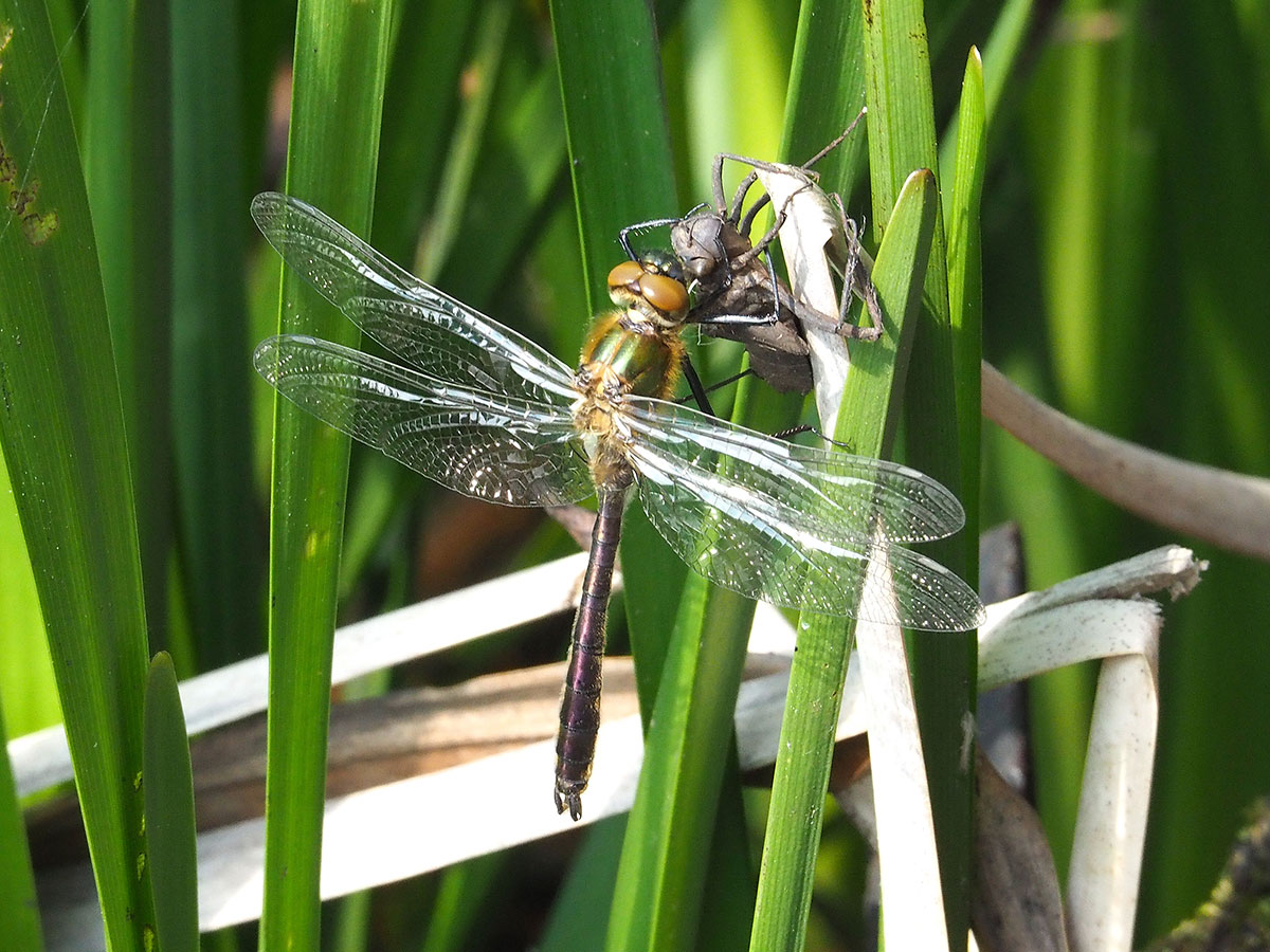 Cordulia aenea