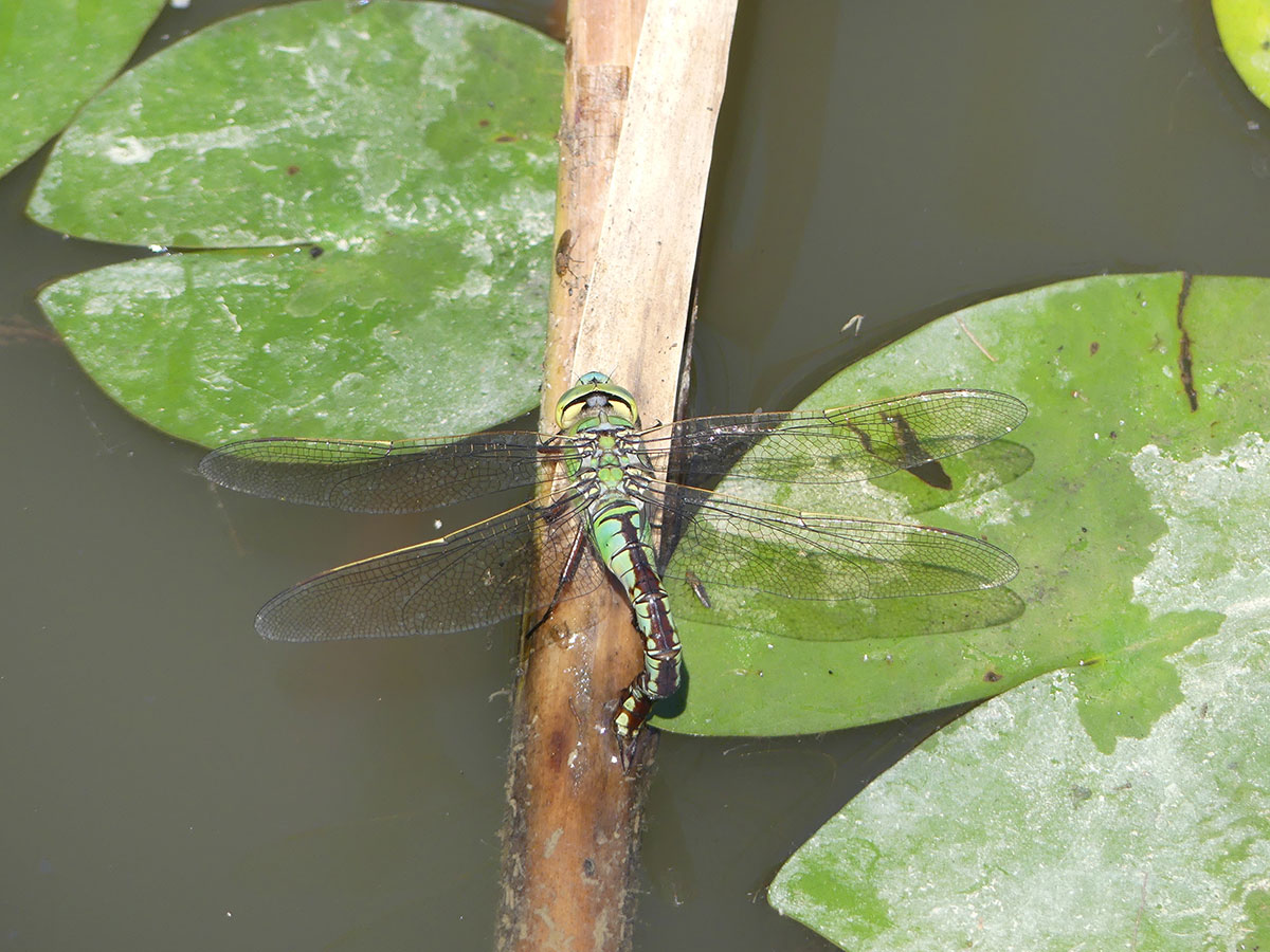 Anax imperator
