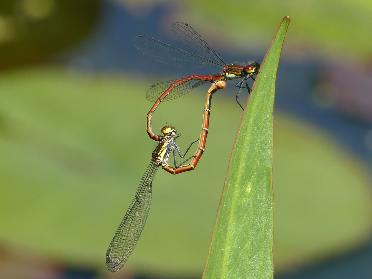 Pyrrhosoma nymphula