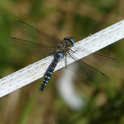 Migrant Hawker