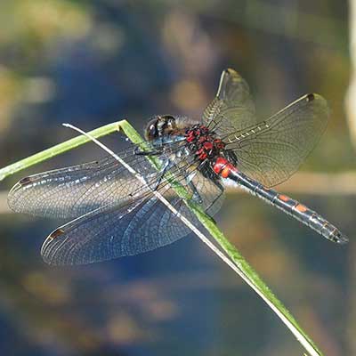White-faced Darter