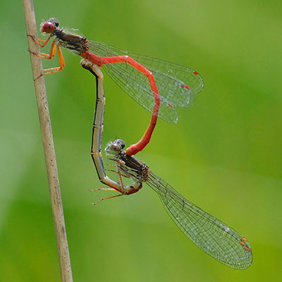Small Red Damselfly