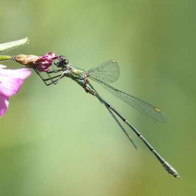 Willow Emerald Damselfly
