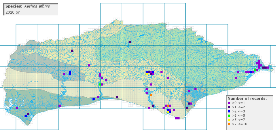 Aeshna affinis distribution 2010 on