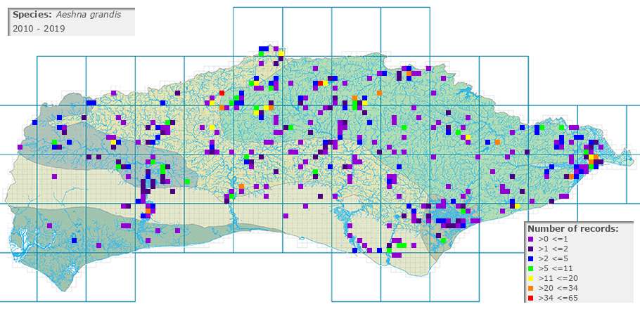 Aeshna grandis distribution 2010 - 2019