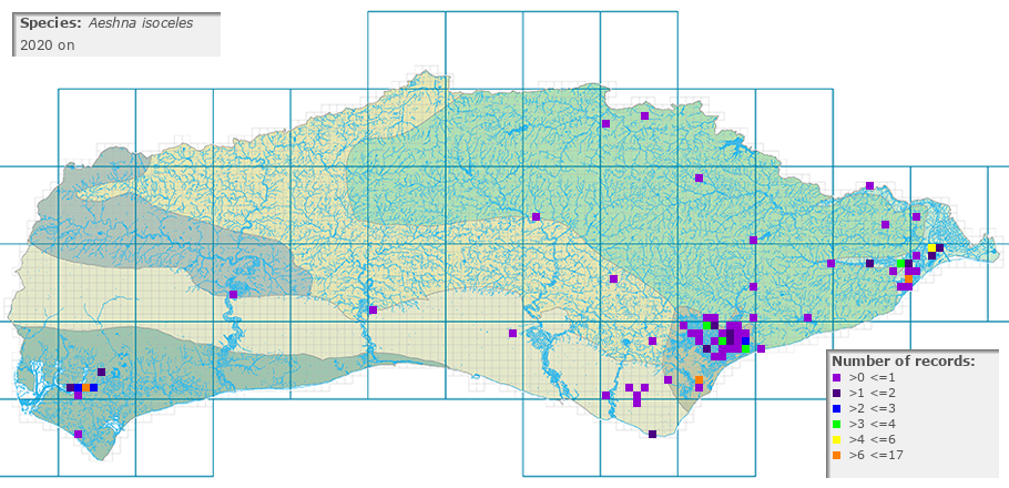 Aeshna isoceles distribution 2010 on