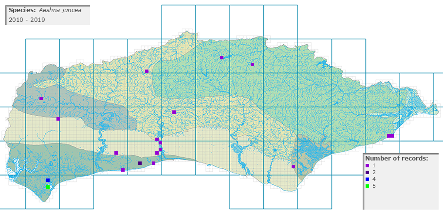 Aeshna juncea distribution 2010 - 2019