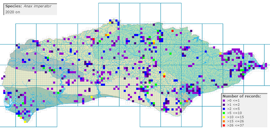 Anax imperator distribution 2010 on