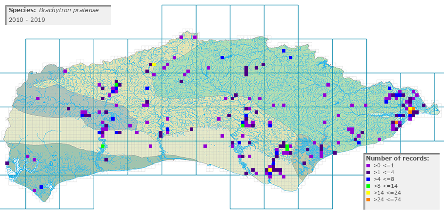 Brachytron pratense distribution 2010 - 2019