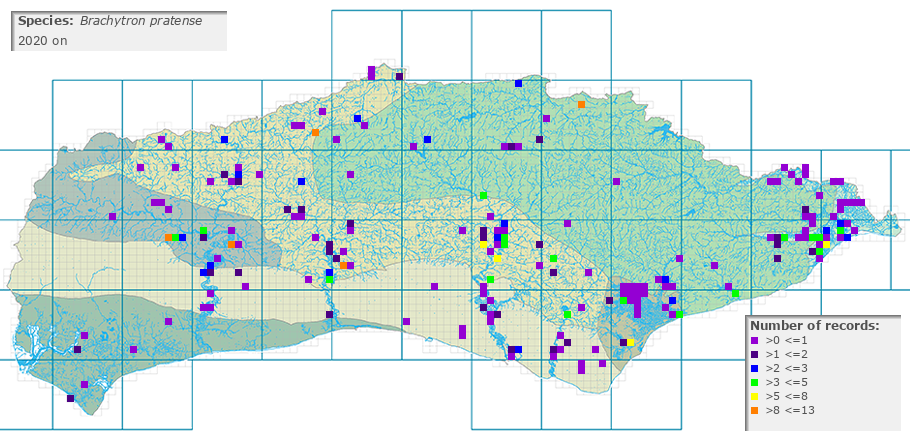 Brachytron pratense distribution 2010 on