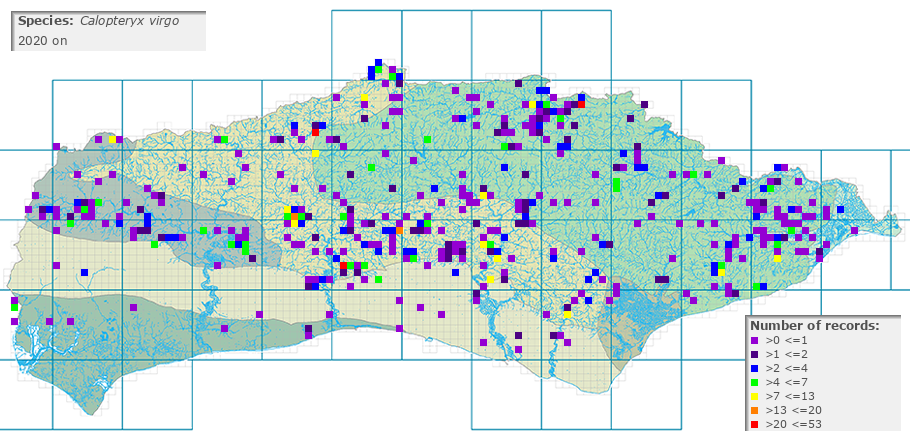 Calopteryx virgo distribution 2010 on