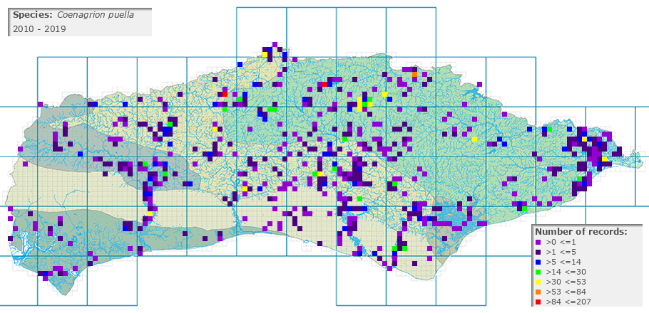 Coenagrion puella distribution 2010 - 2019