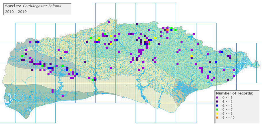 Cordulegaster boltonii distribution 2010 - 2019