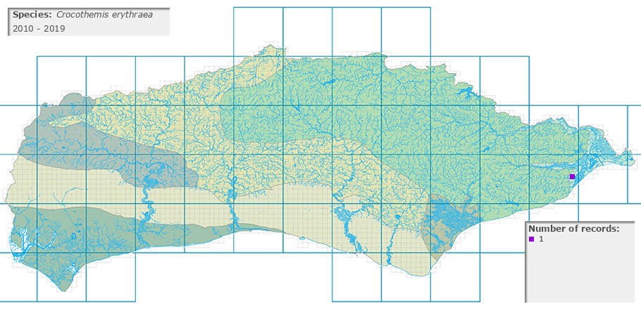 Crocothemis erythraea distribution 2010 - 2019