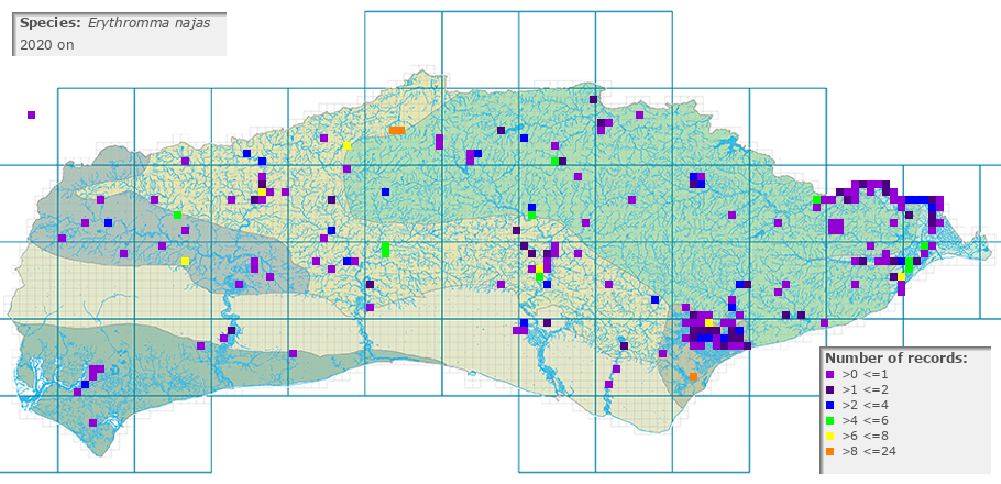 Erythromma najas distribution 2010 on