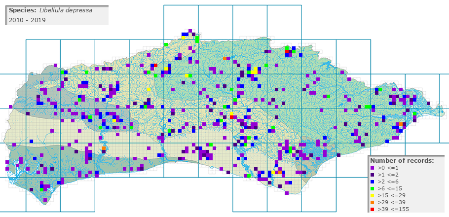 Libellula depressa distribution 2010 - 2019