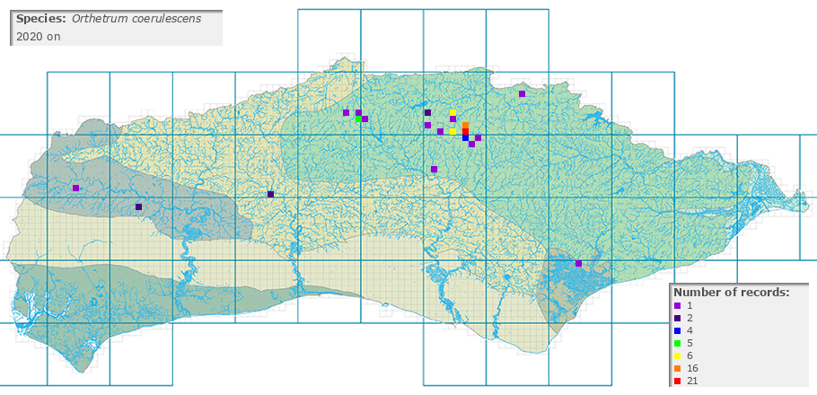 Orthetrum coerulescens distribution 2010 on