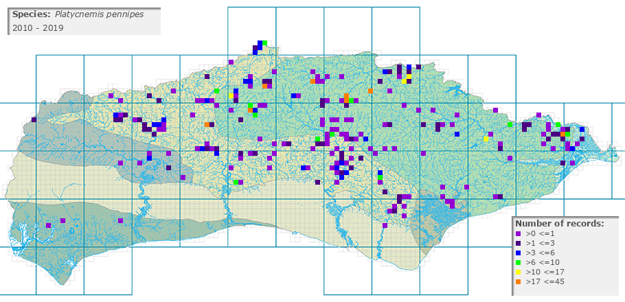 Platycnemis pennipes distribution 2010 - 2019