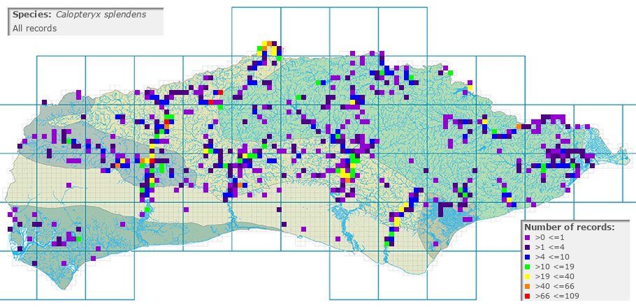 Calopteryx splendens distribution (all)