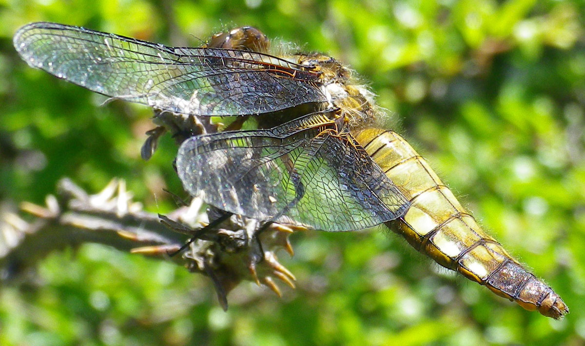 Libellula_depressa