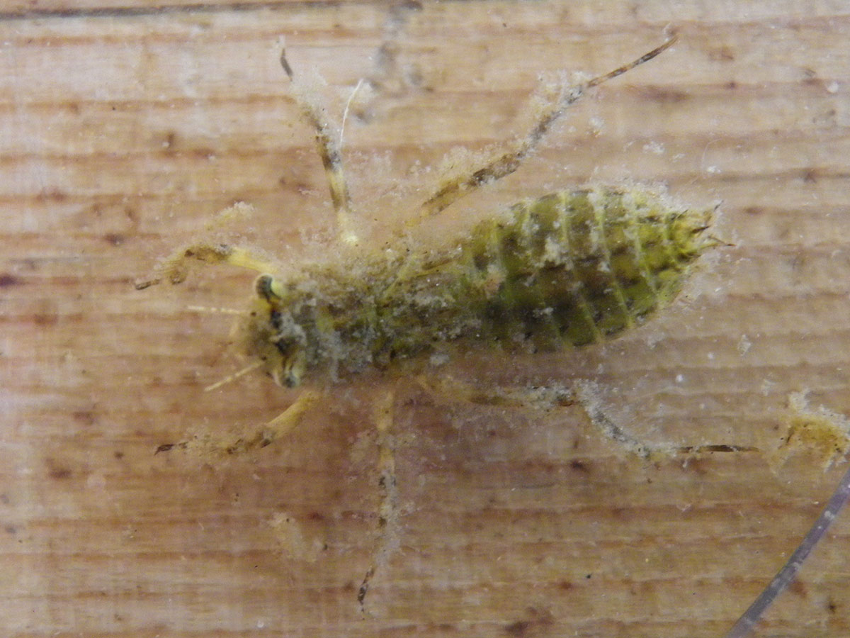 Libellula_depressa