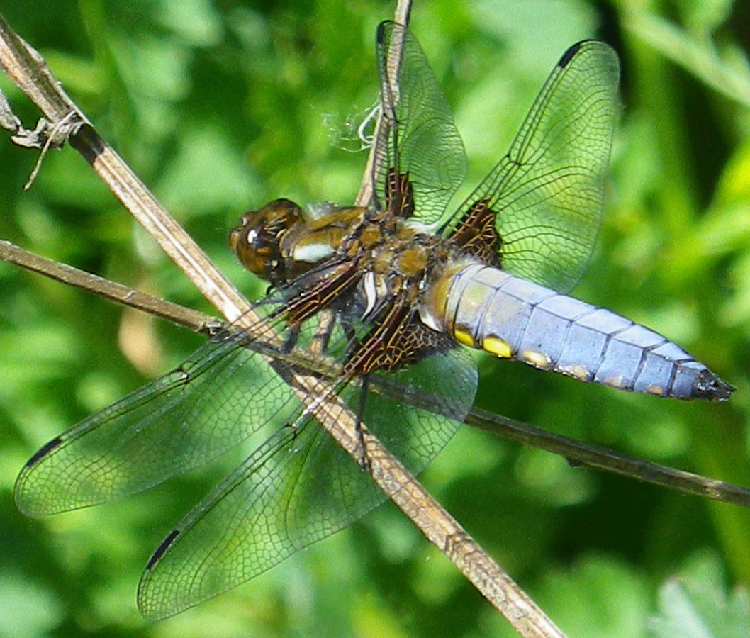 Libellula_depressa