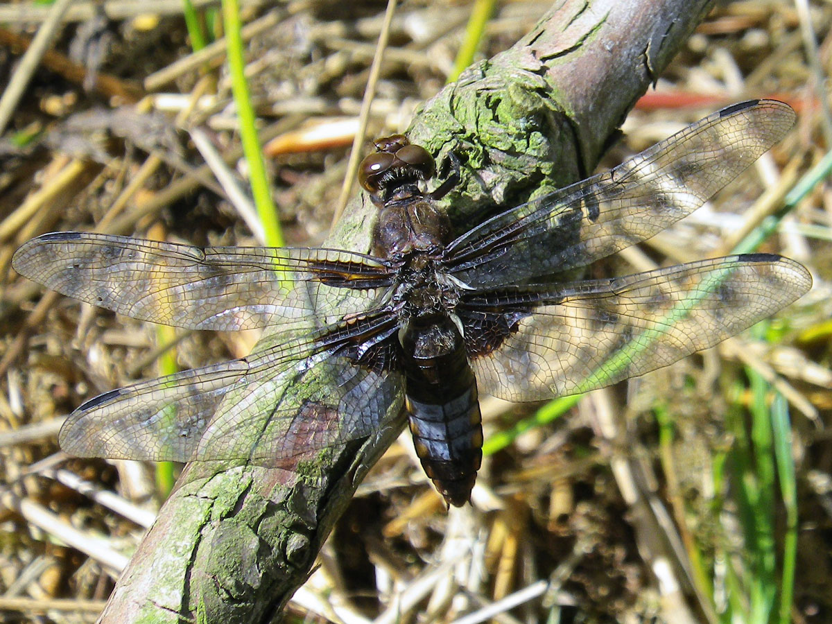 Libellula_depressa