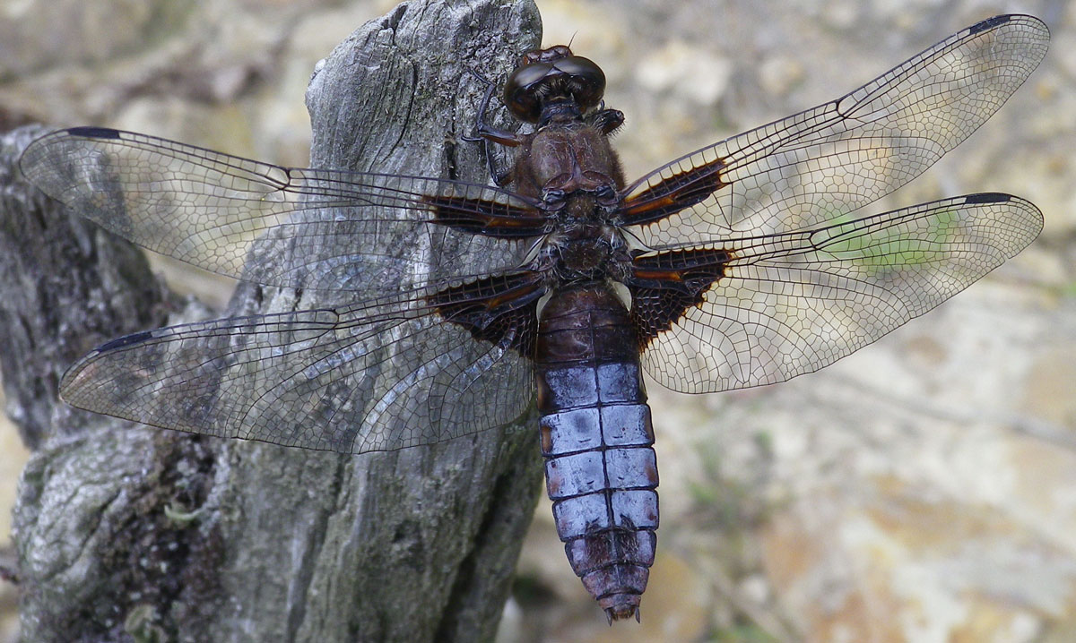 Libellula_depressa