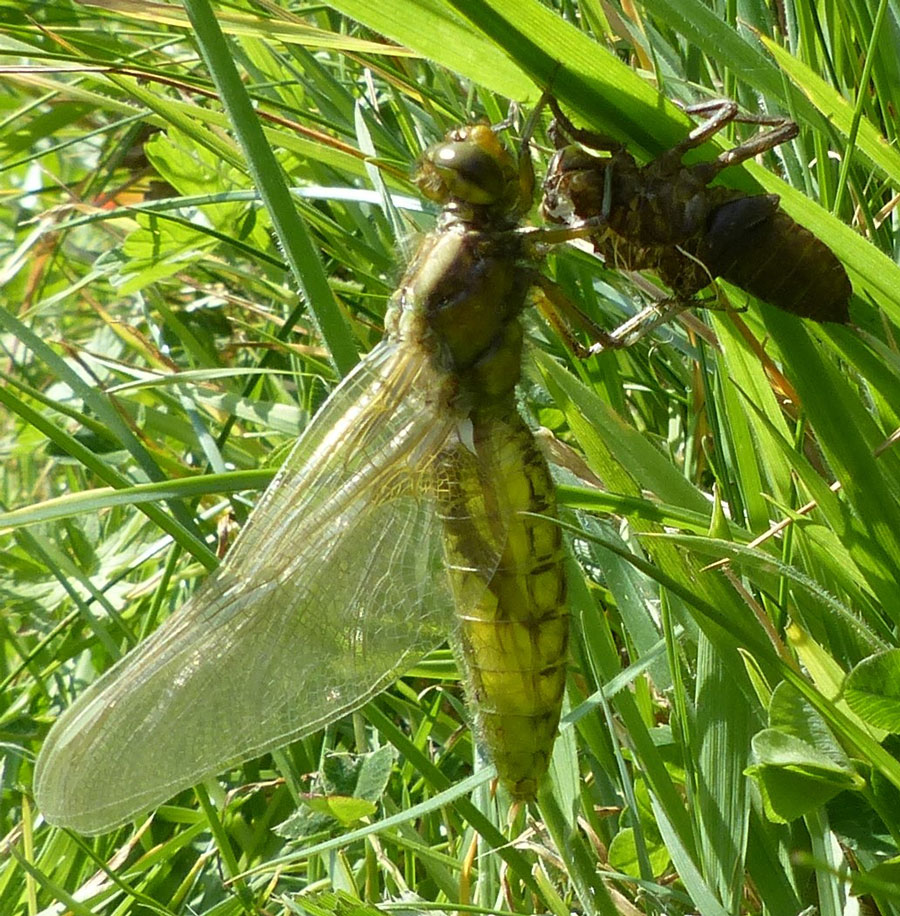 Libellula_depressa