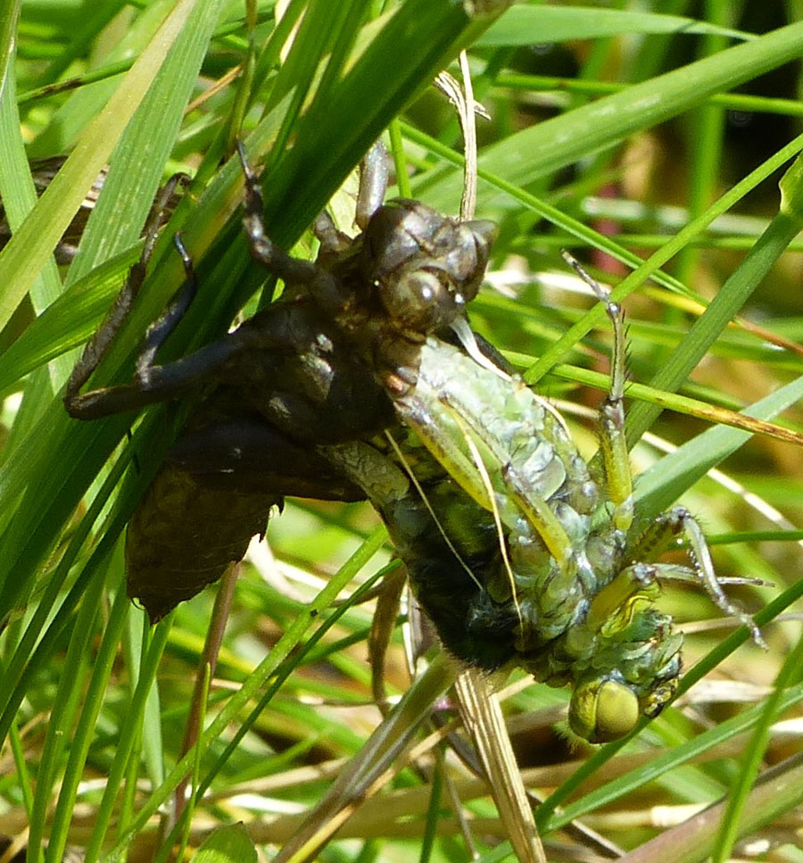Libellula_depressa
