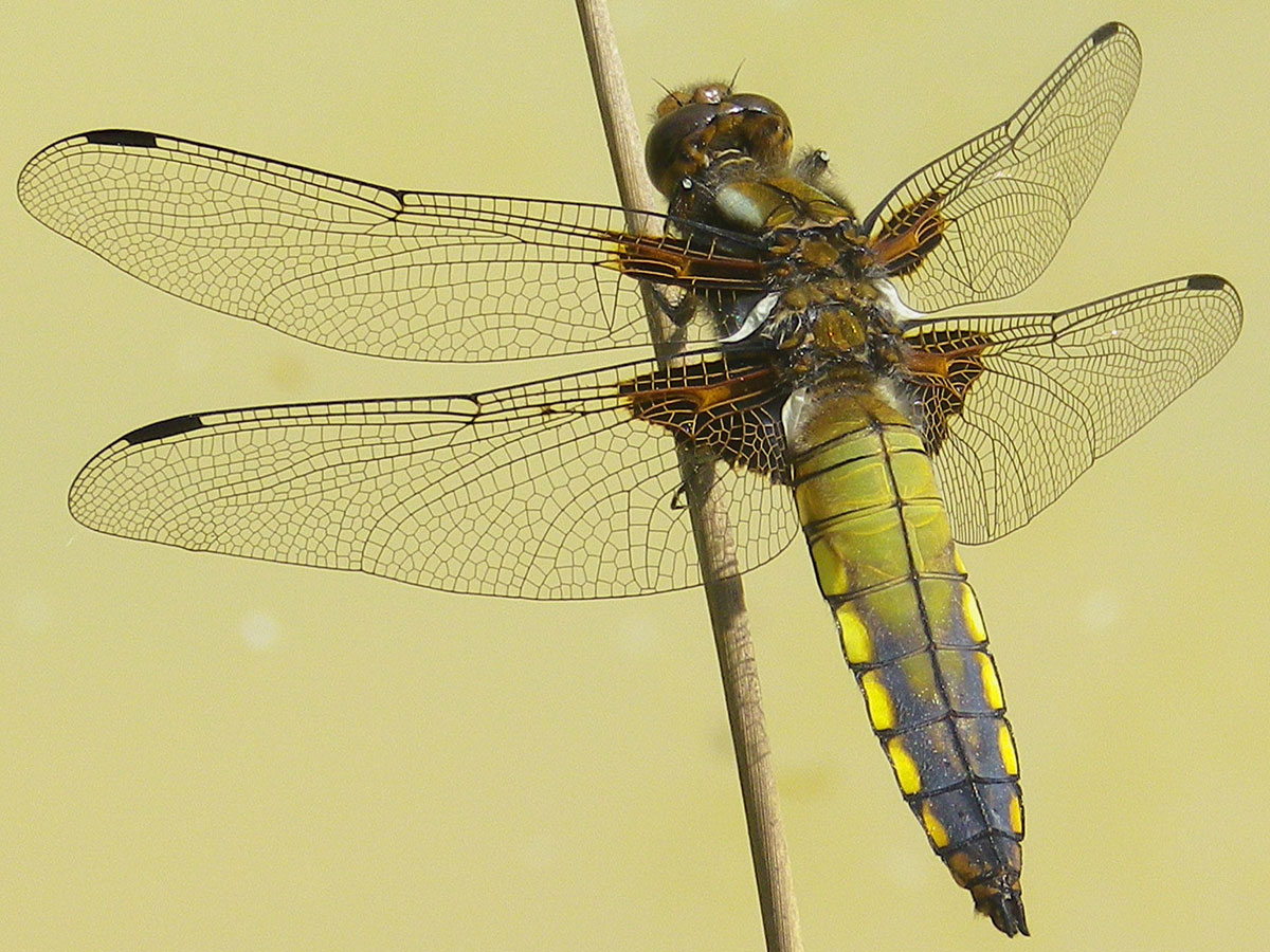Libellula_depressa