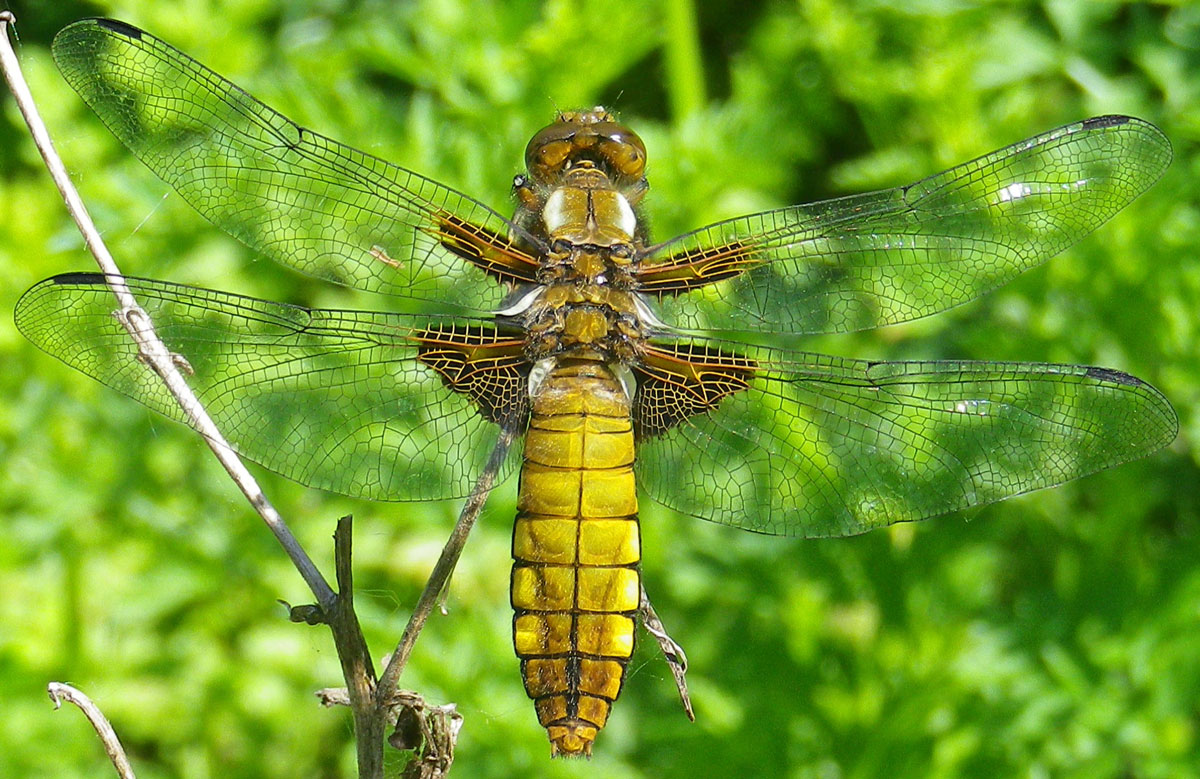 Libellula_depressa