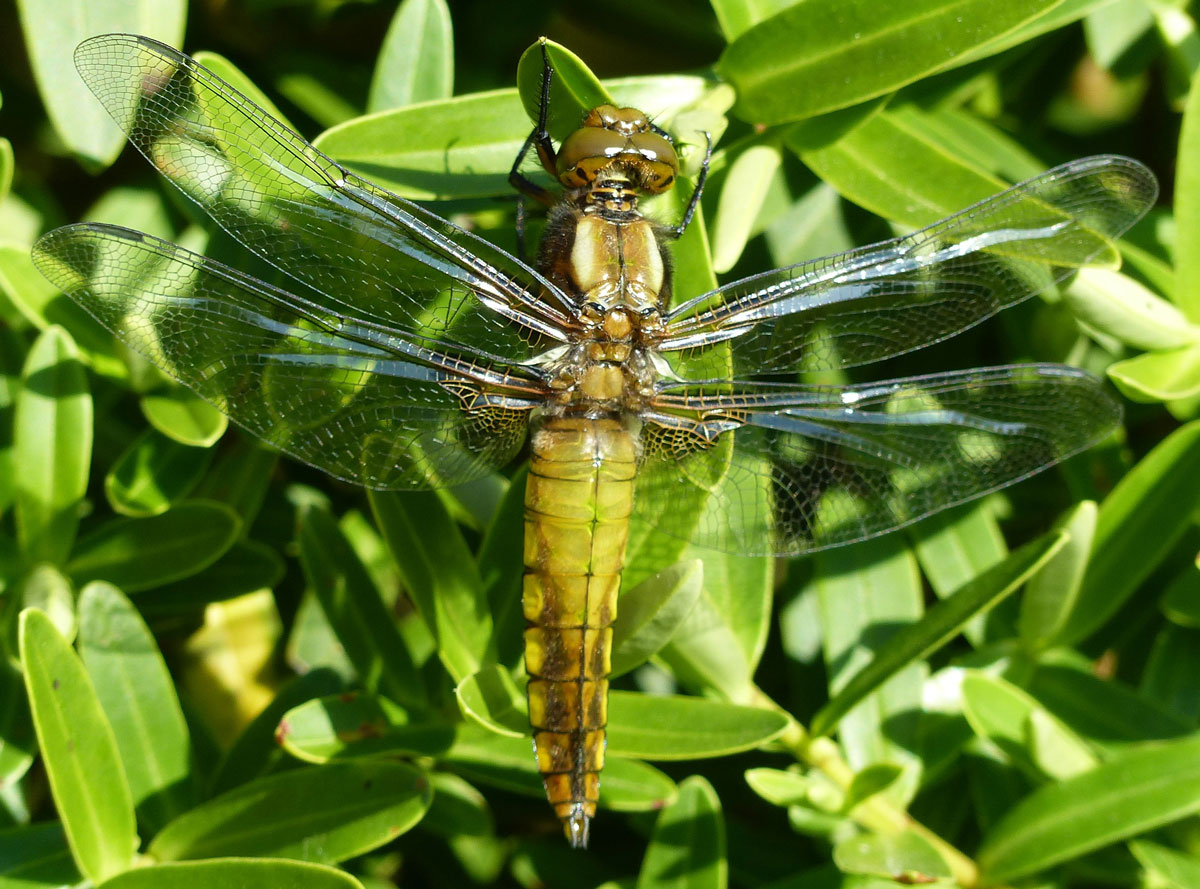 Libellula_depressa