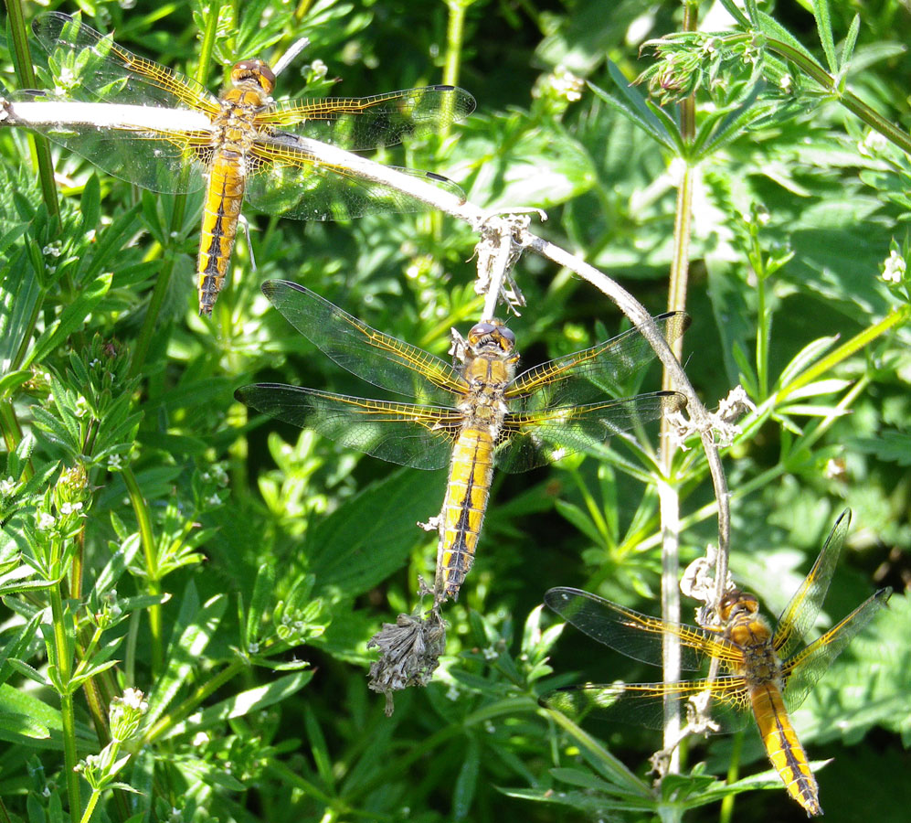 Libellula_fulva