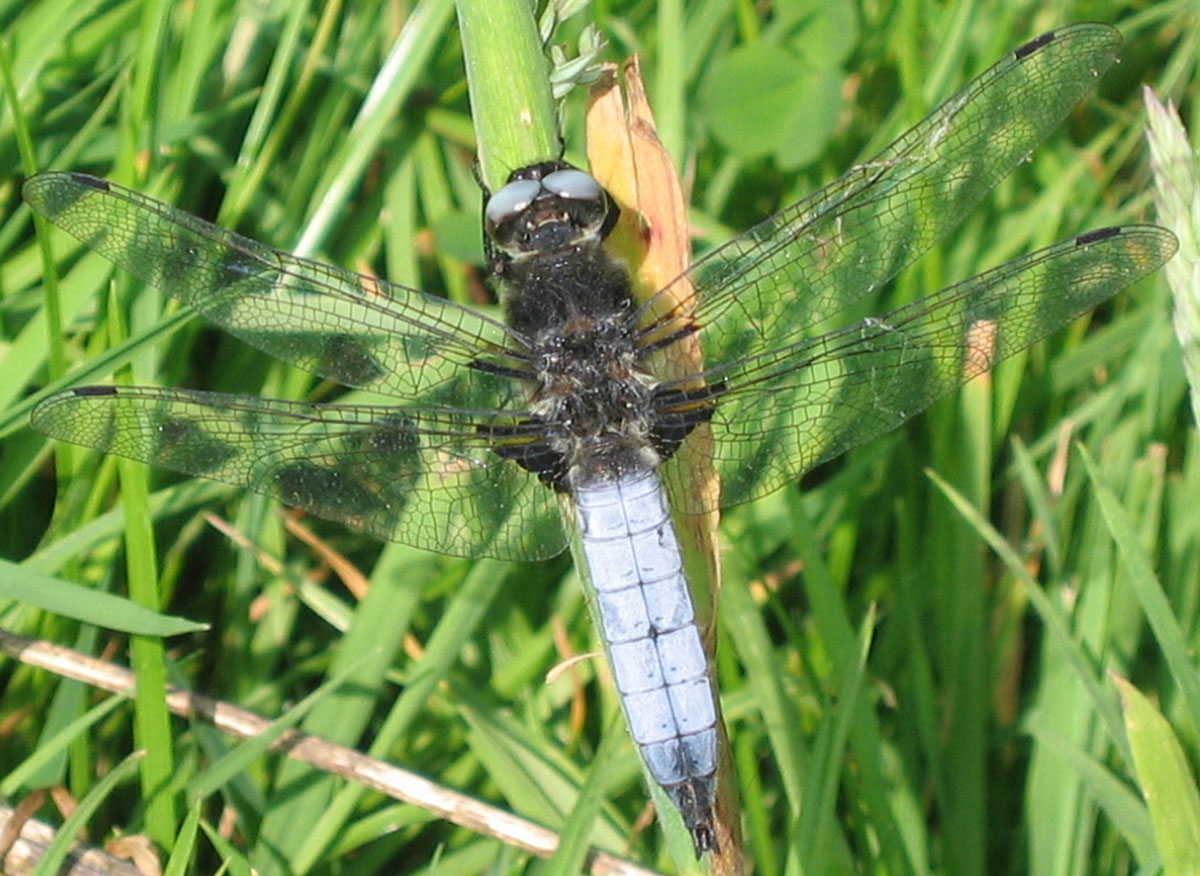 Libellula_fulva