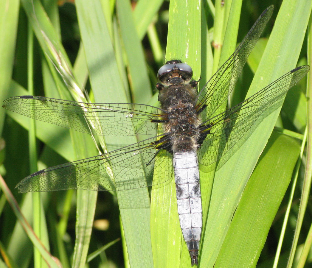 Libellula_fulva