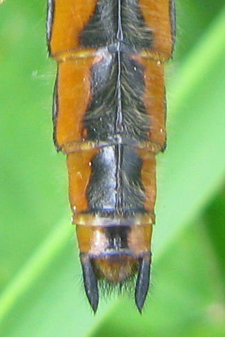 Libellula_fulva