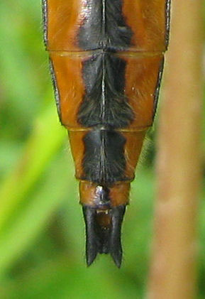 Libellula_fulva