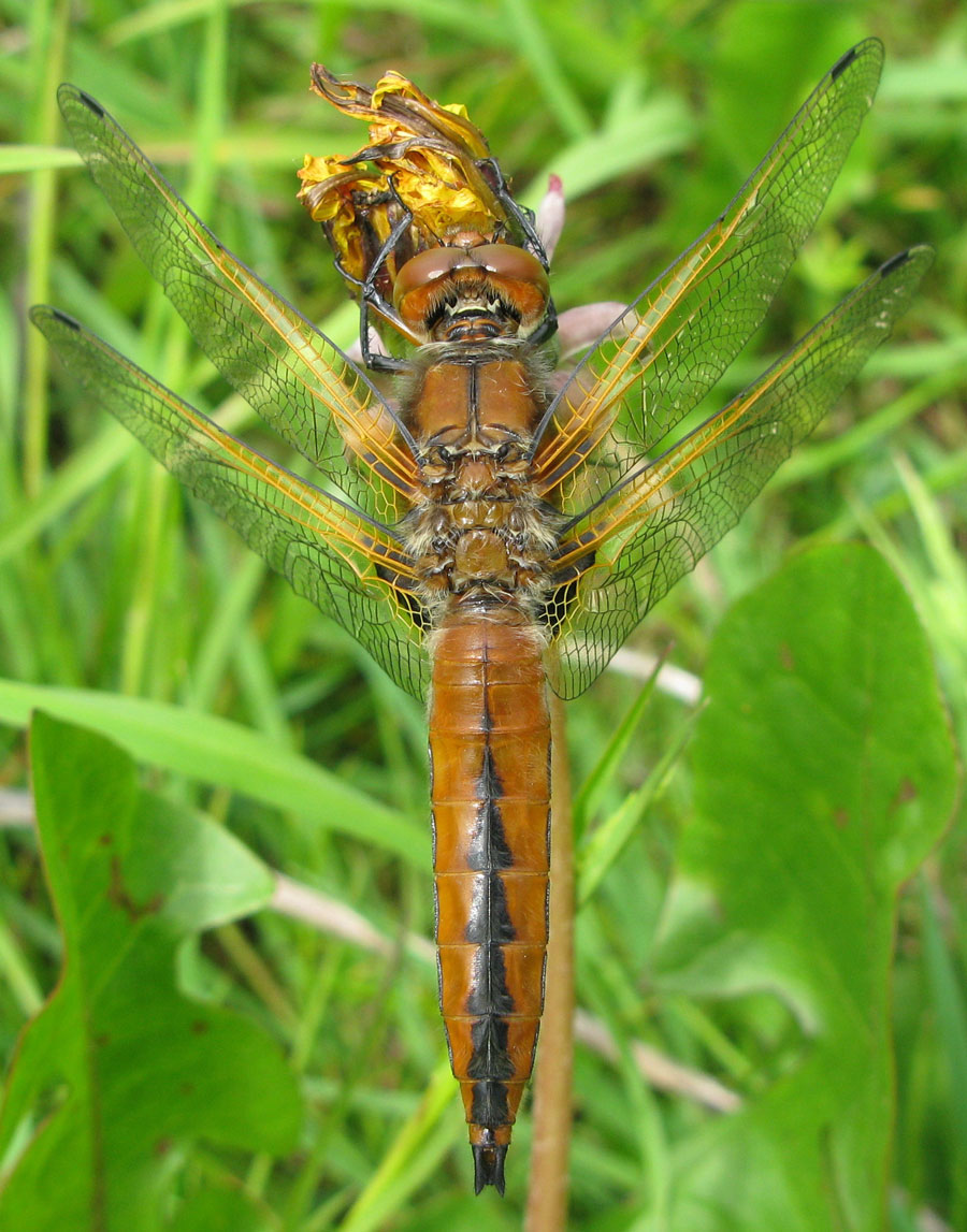 Libellula_fulva