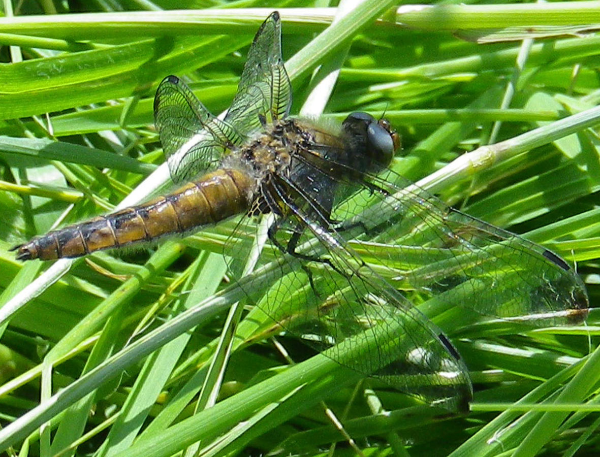 Libellula_fulva