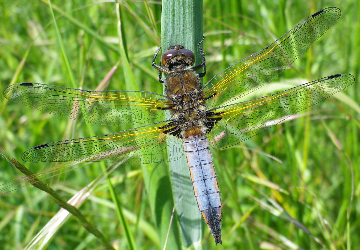Libellula_fulva
