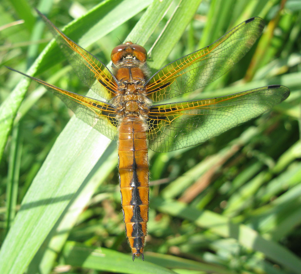 Libellula_fulva