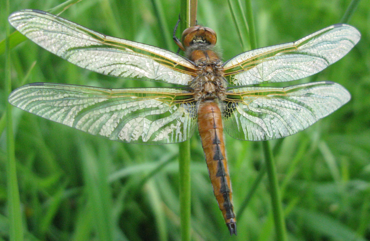 Libellula_fulva
