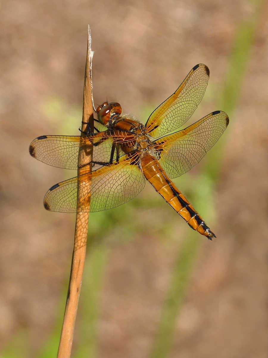 Libellula_fulva