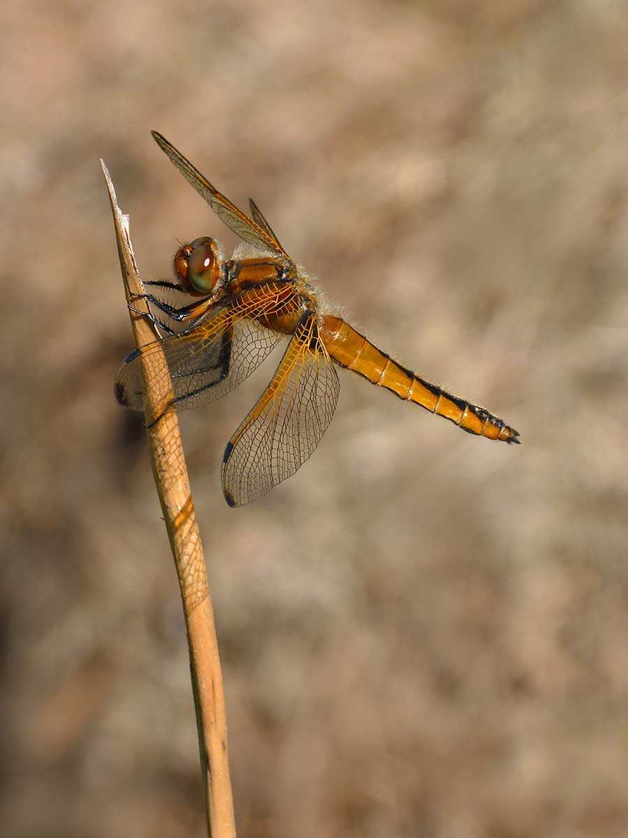 Libellula_fulva