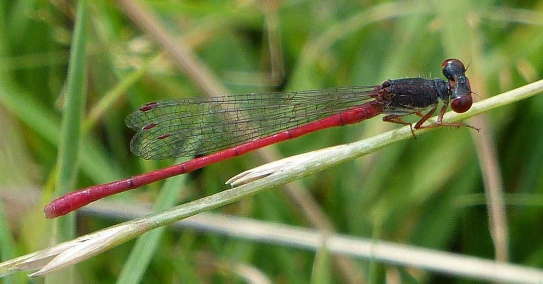 Ceriagrion_tenellum