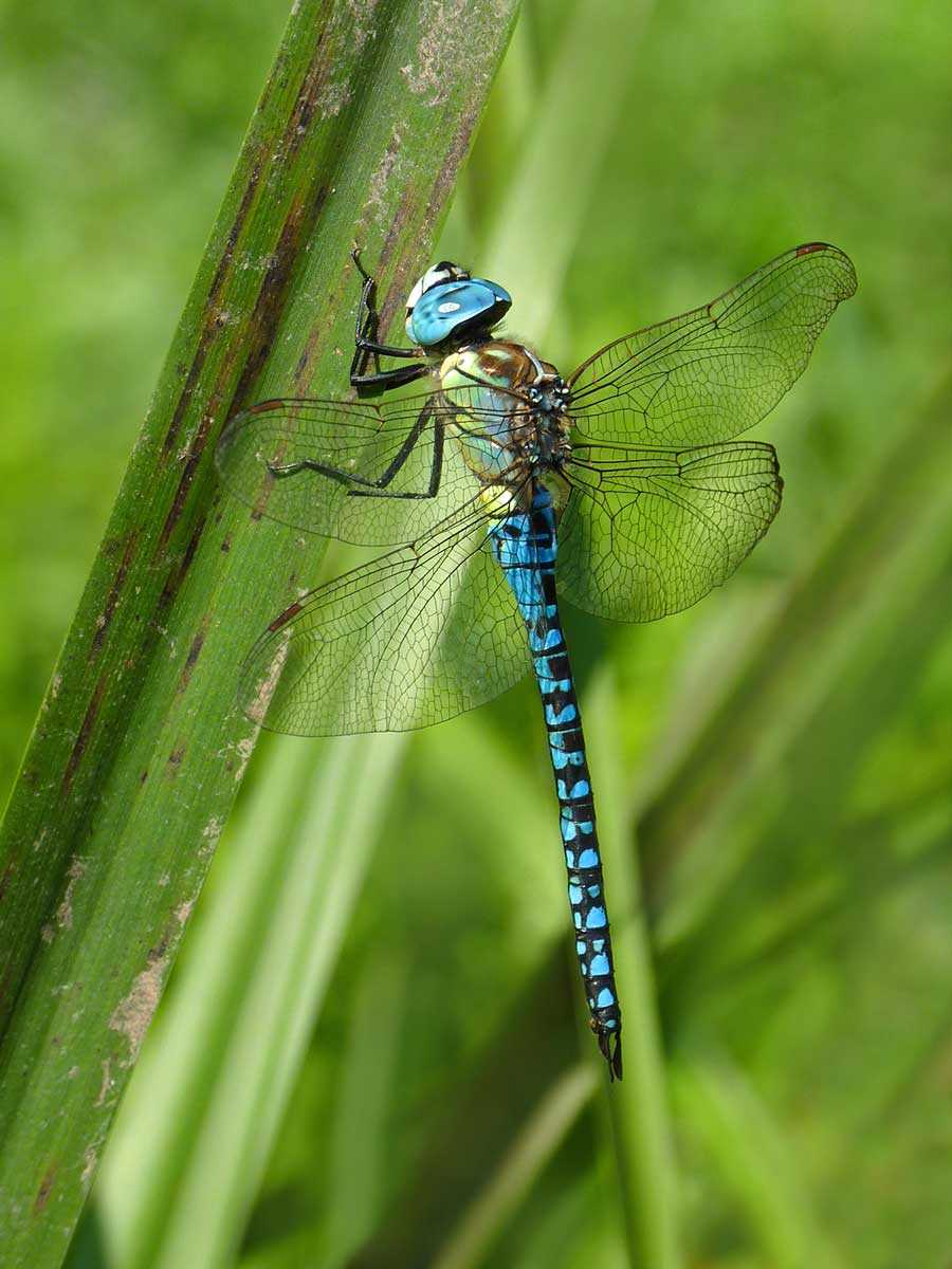 Aeshna_affinis