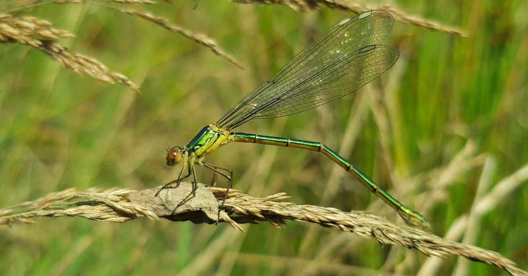 Chalcolestes_viridis